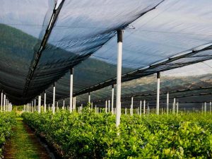Agricultural Shade Nets