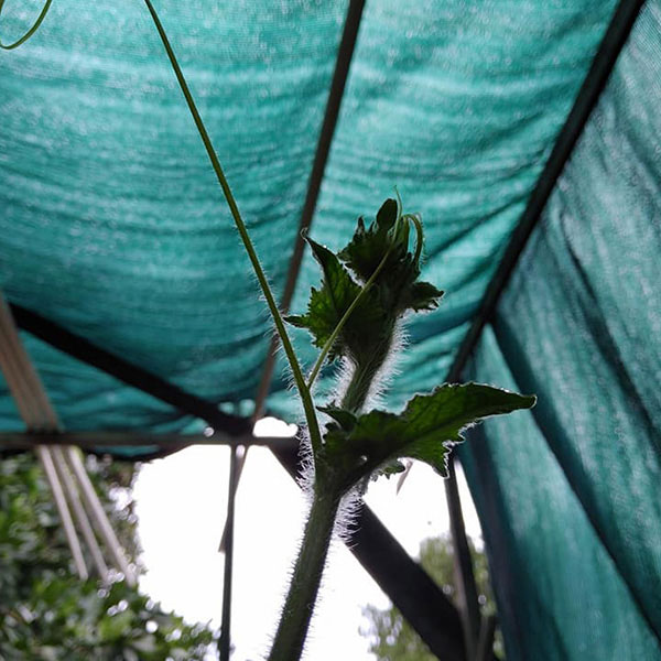 Greenhouse-Shade-Cloth-Outdoor-Crops-Farm-1