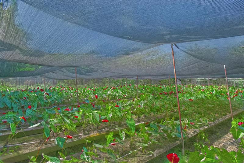 HDPE-Agro-shade-net