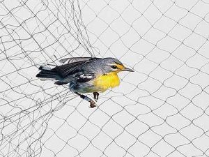 HDPE-Anti-Bird-Net-Apple-Tree-Anti-Hail-Net-1