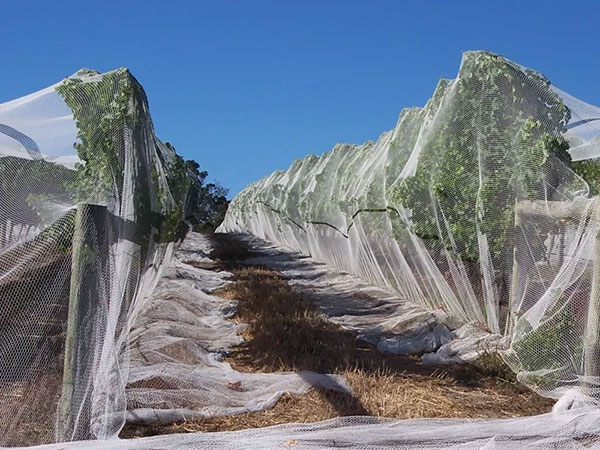 hdpe-anti-Bird-Netting-protection-farm-1