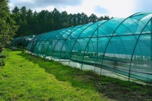 green-shade-net