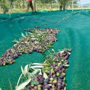 olive fruit protection on netting