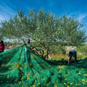 olive orchard harvesting