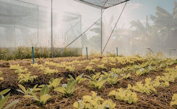 garden netting system
