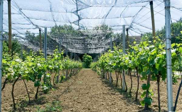 Agricultural Fields shade nets