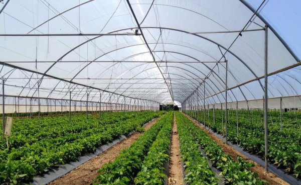 Greenhouses shade nets