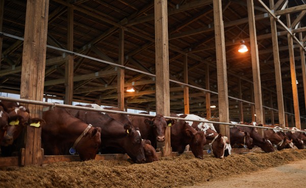 Livestock Shelters shade nets