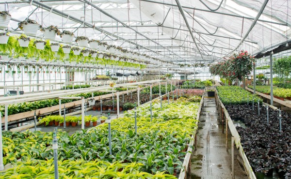 Nurseries shade nets