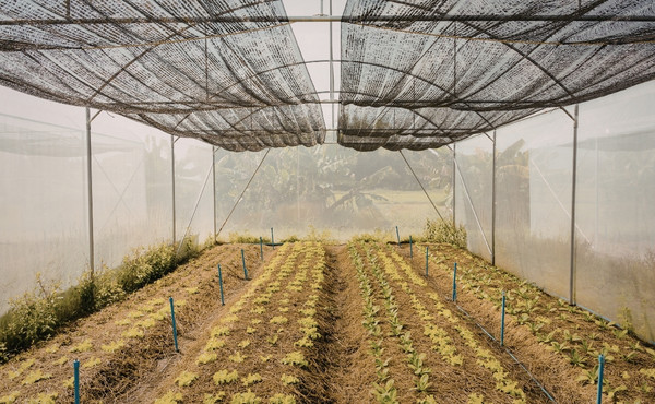 greenhouse shade nets